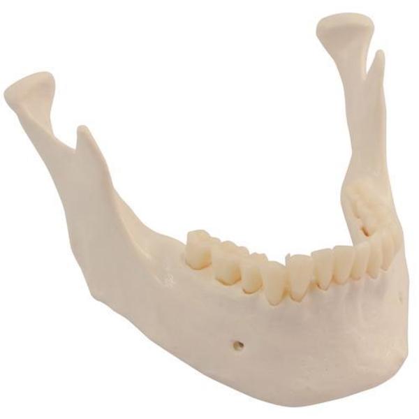 3B Scientific Skull: Lower Jaw with teeth 1020655
